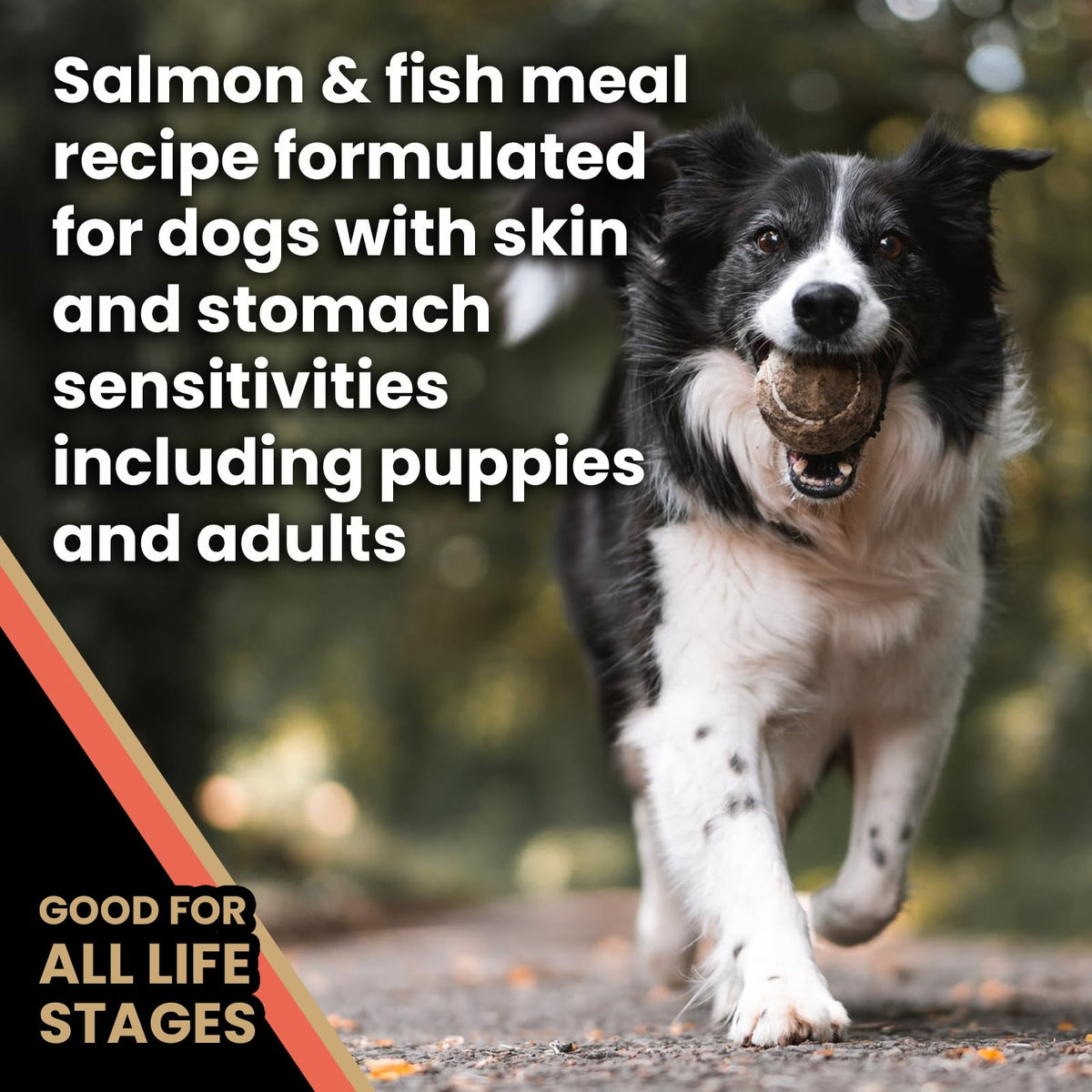 Salmon Meal & Brown Rice Dog Food, 30 lb Y39859
