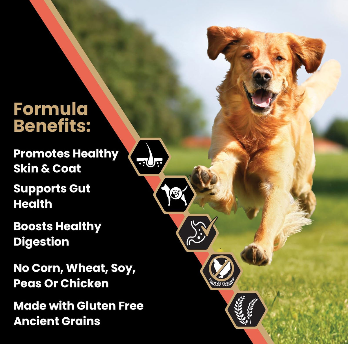 Salmon Meal & Brown Rice Dog Food, 30 lb Y39859